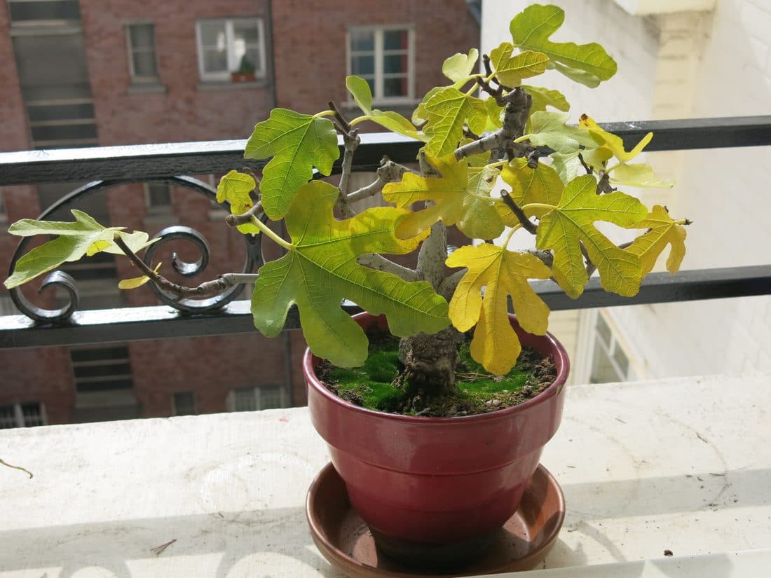 A fig bonsai on a balcony beside a watering can