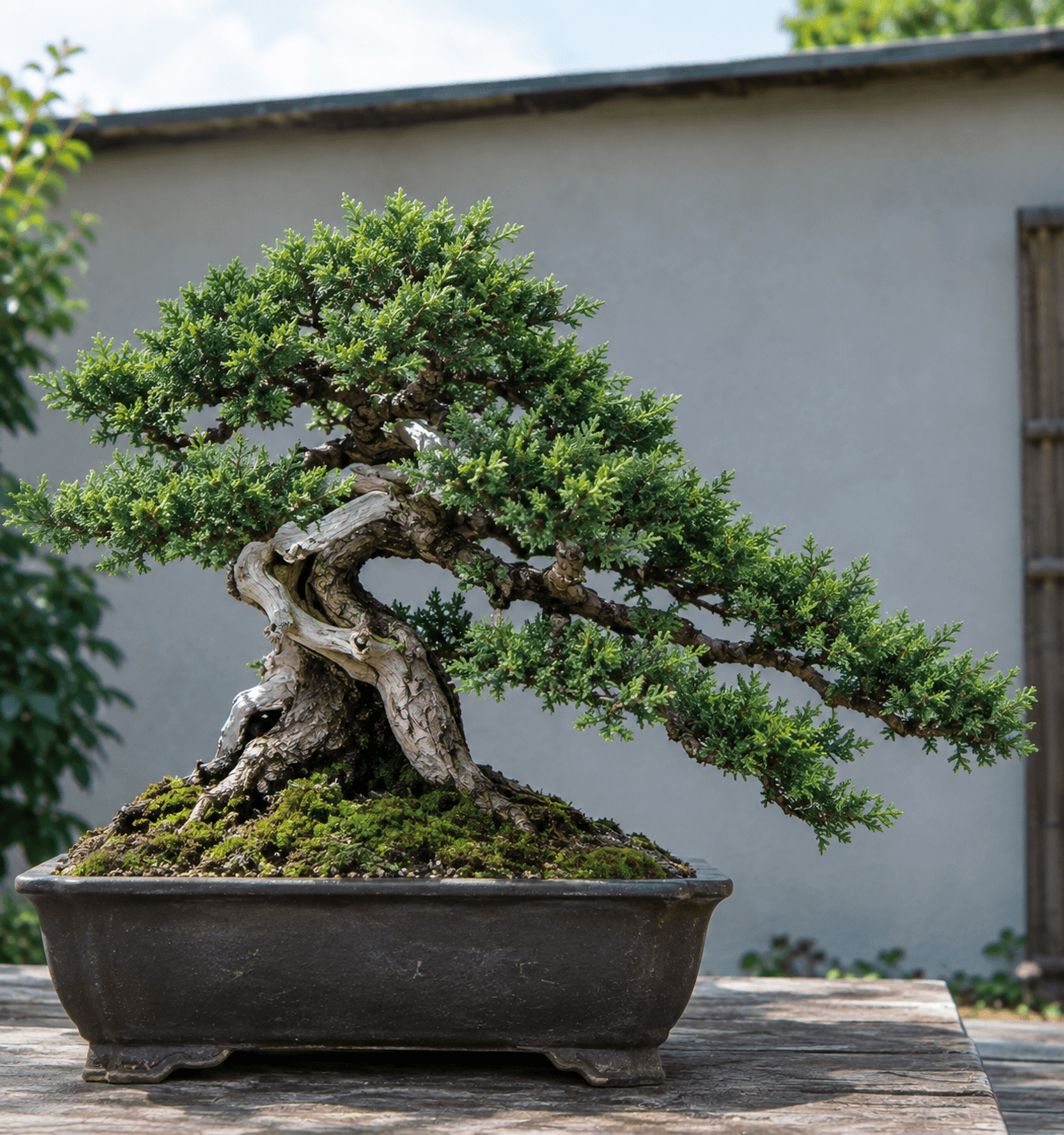 Juniperus Procumbens bonsai