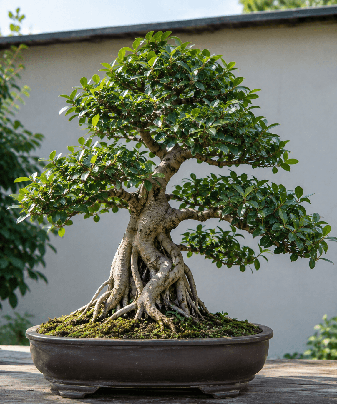 A ficus bonsai with exposed surface roots in a shallow pot