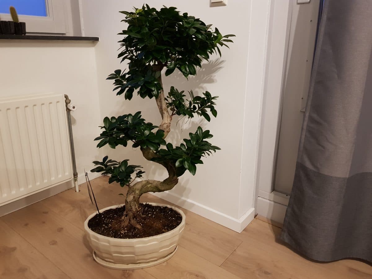 An indoor bonsai placed beside a bright doorway