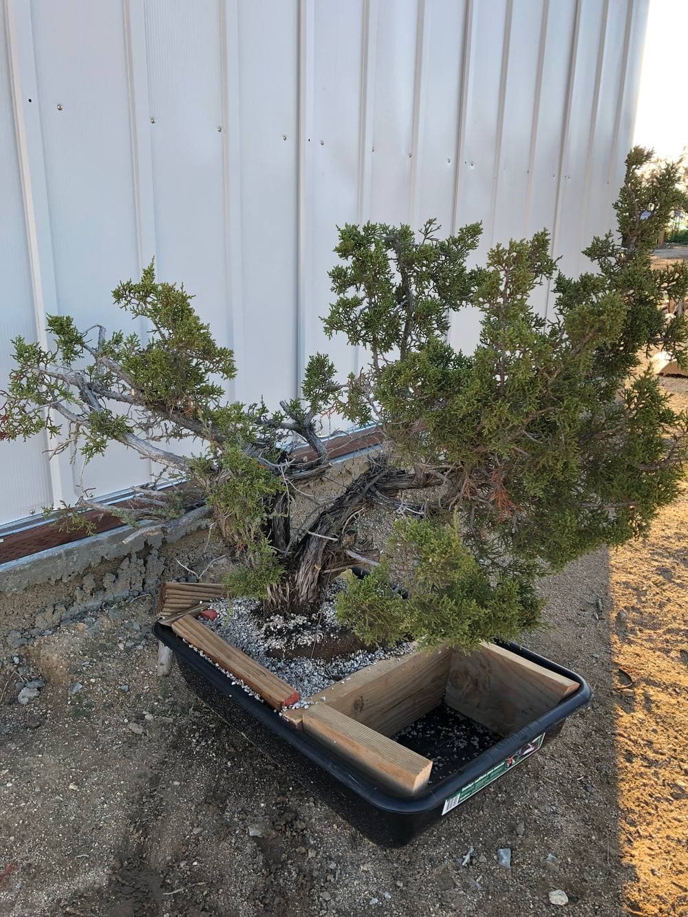 A juniper bonsai growing over a rock, set among moss