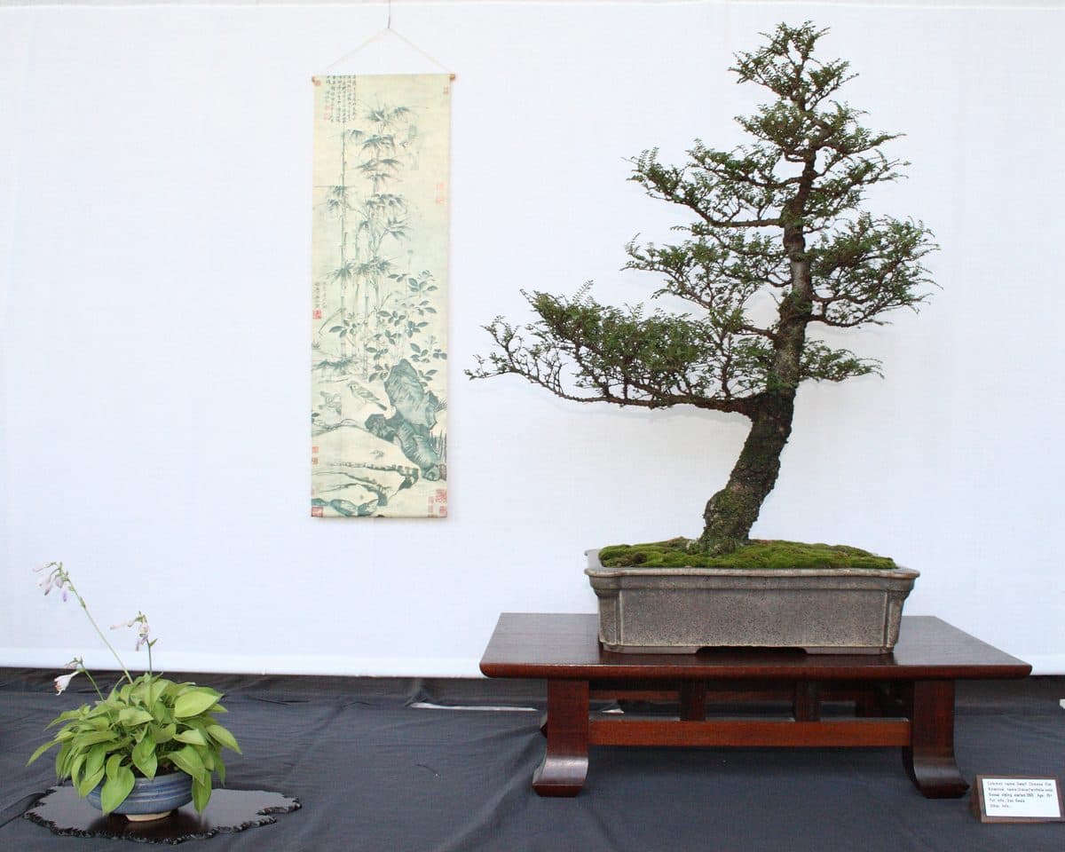 A bonsai displayed with a hanging scroll