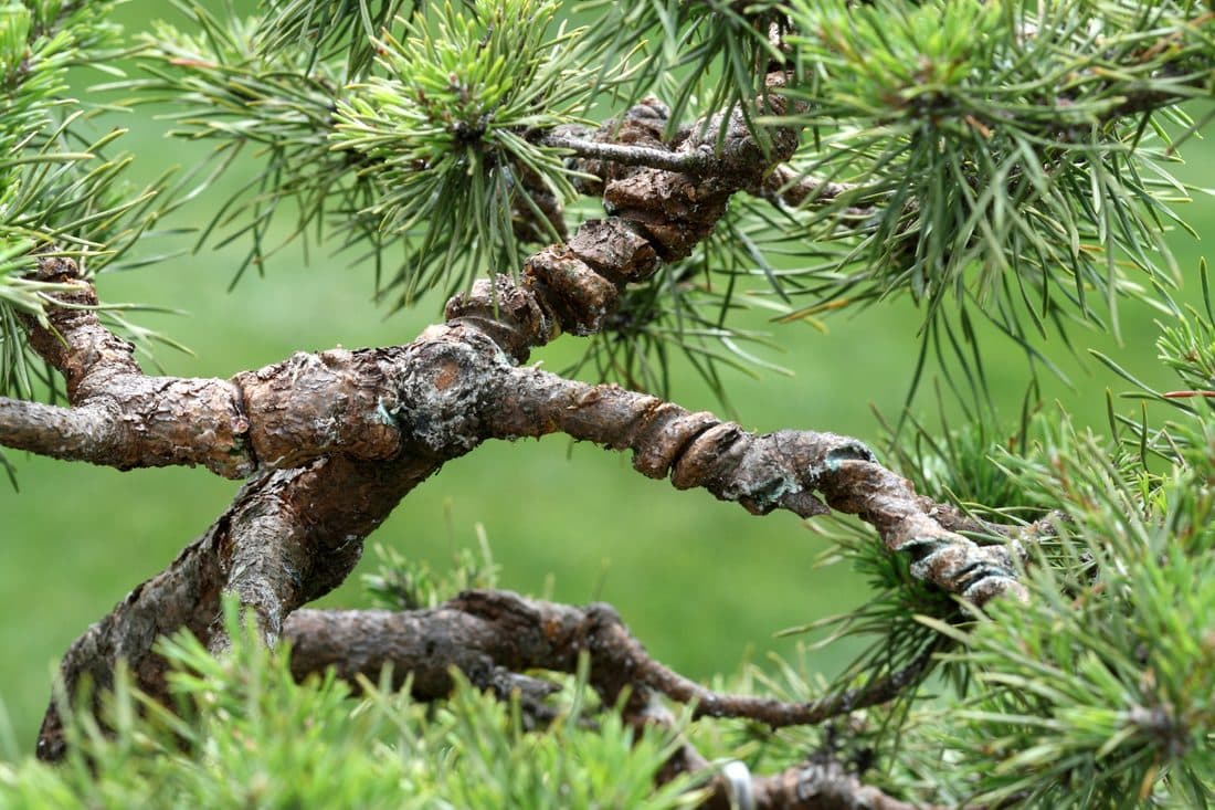 Close view of an aged pine trunk showing old wire marks